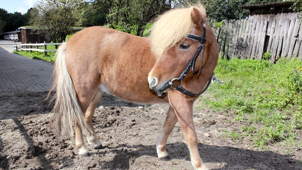 Sonderangebot für die Hamburger Maiferein im Ferienclub Lüneburger Heide Sonderangebot für die Hamburger Maiferein im Ferienclub Lüneburger Heide