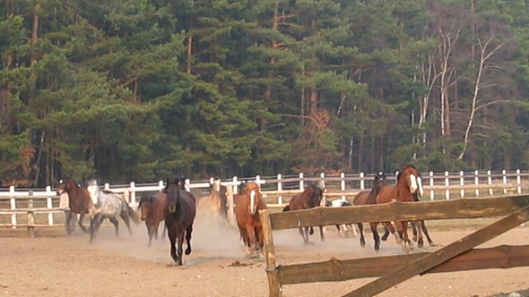 Sonderangebot für die Sommerferien im Ferienclub Lüneburger Heide