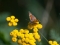 DSC_3343-300x199