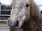 shetland-pony-tessa